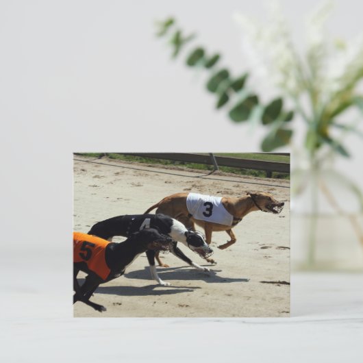 windhondenras briefkaart (Staand voorkant)