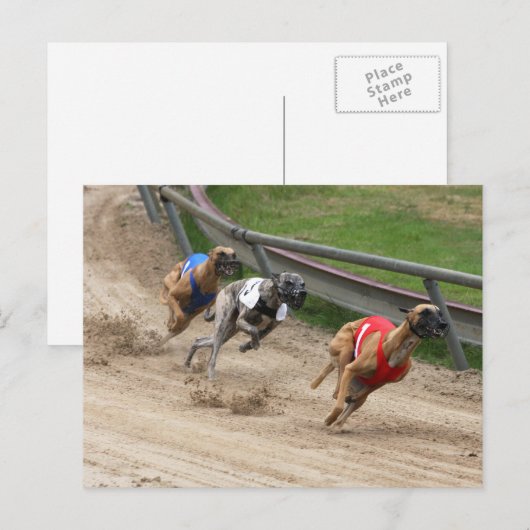 windhondenras briefkaart (Voorkant / Achterkant)