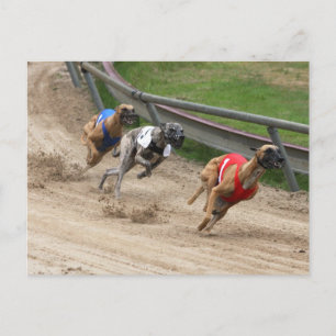 windhondenras briefkaart