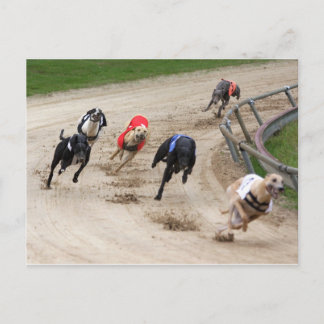 windhondenras briefkaart