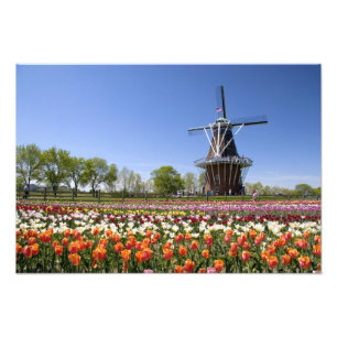 Windmill Island park met tulpen in bloei bij Foto Afdruk