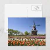 Windmill Island park met tulpen in bloei Briefkaart (Voorkant / Achterkant)