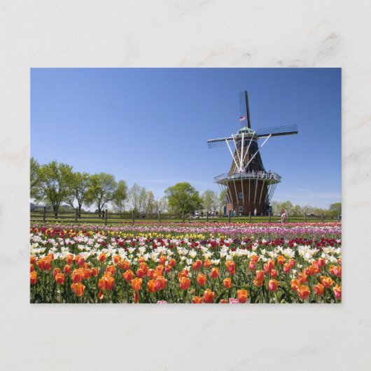 Windmill Island park met tulpen in bloei Briefkaart (Voorkant)