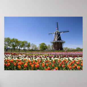 Windmill Island park met tulpen in bloei Poster