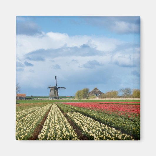 Windmolen en tulpen landschapsmagneet magneet (Voorkant)