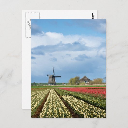 Windmolen en tulpen verticaal briefkaart (Voorkant / Achterkant)