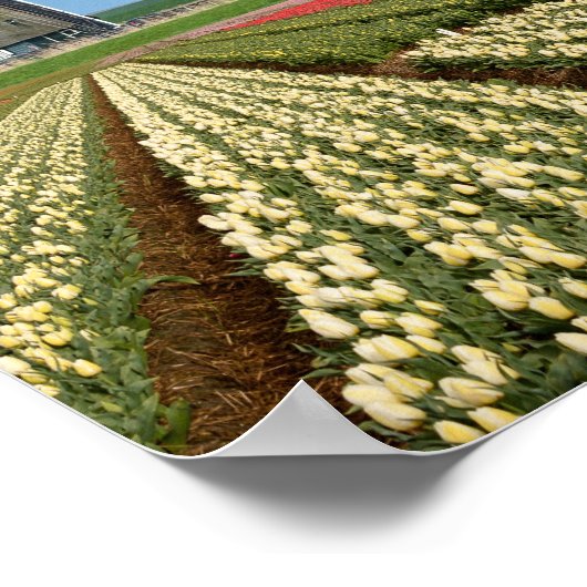 Windmolen en tulpen verticaal poster (Hoek)