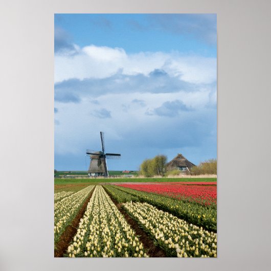 Windmolen en tulpen verticaal poster (Voorkant)