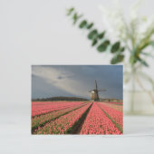Windmolen met roze tulpen in de lente briefkaart (Staand voorkant)
