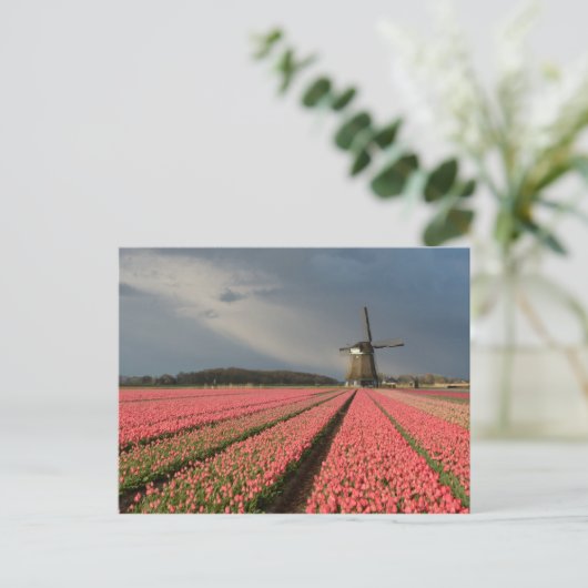Windmolen met roze tulpen in de lente briefkaart (Staand voorkant)