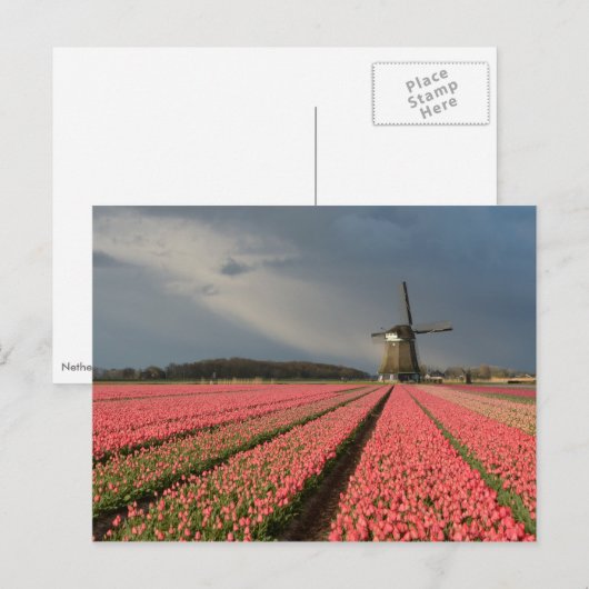 Windmolen met roze tulpen in de lente briefkaart (Voorkant / Achterkant)