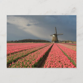 Windmolen met roze tulpen in de lente briefkaart