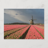 Windmolen met roze tulpen in de lente briefkaart (Voorkant)