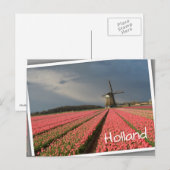 Windmolen met roze tulpen in de lente briefkaart (Voorkant / Achterkant)