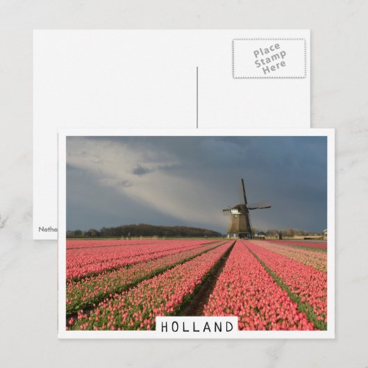 Windmolen met roze tulpen in de lente briefkaart (Voorkant / Achterkant)