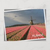 Windmolen met roze tulpen in de lente briefkaart (Voorkant)