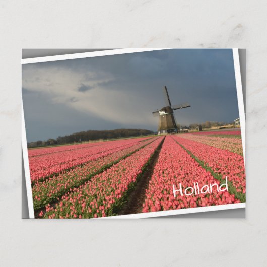 Windmolen met roze tulpen in de lente briefkaart (Voorkant)
