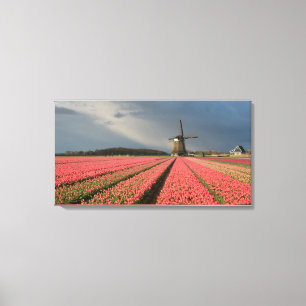 Windmolen met roze tulpen in de lente canvas afdruk