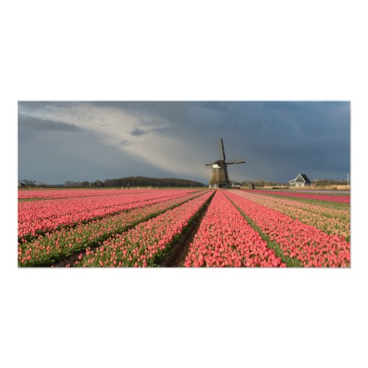 Windmolen met roze tulpen in de lente foto afdruk (Voorkant)