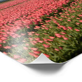 Windmolen met roze tulpen in de lente foto afdruk (Hoek)