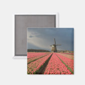 Windmolen met roze tulpen in de lente magneet (Voorkant / Achterkant)