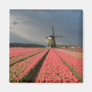 Windmolen met roze tulpen in de lente magneet
