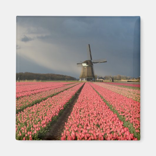 Windmolen met roze tulpen in de lente magneet (Voorkant)