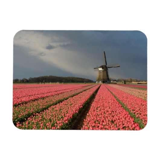 Windmolen met roze tulpen in de lente magneet (Horizontaal)