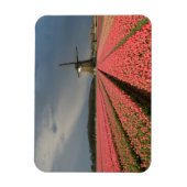 Windmolen met roze tulpen in de lente magneet (Verticaal)