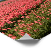 Windmolen met roze tulpen in de lente poster (Hoek)