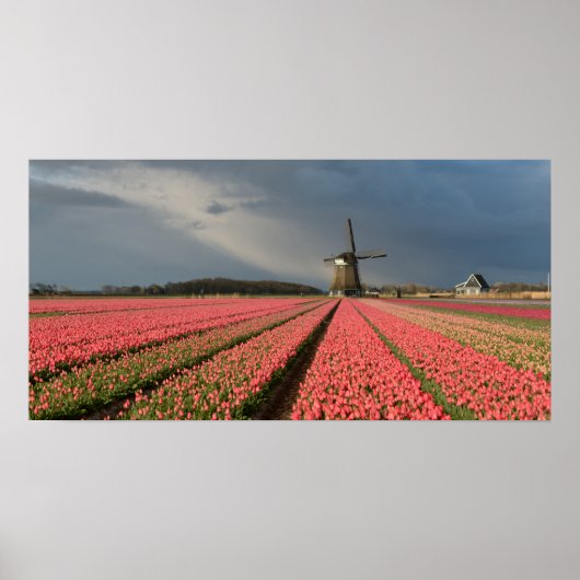 Windmolen met roze tulpen in de lente poster (Voorkant)