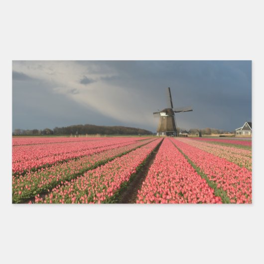 Windmolen met roze tulpen in de lente rechthoekige sticker (Voorkant)