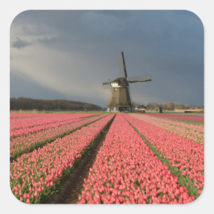 Windmolen met roze tulpen in de lente vierkante sticker