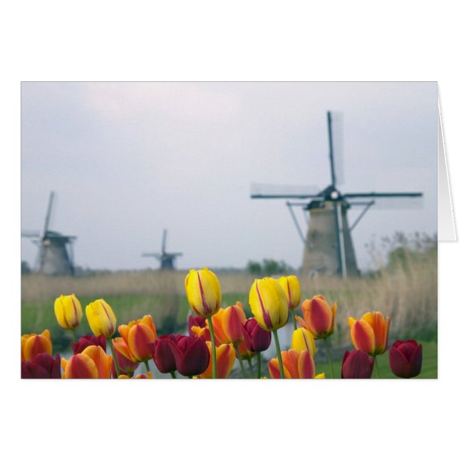 Windmolens en tulpen langs het kanaal (Voorkant Horizontaal)