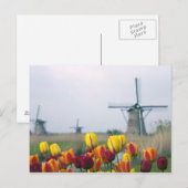 Windmolens en tulpen langs het kanaal briefkaart (Voorkant / Achterkant)