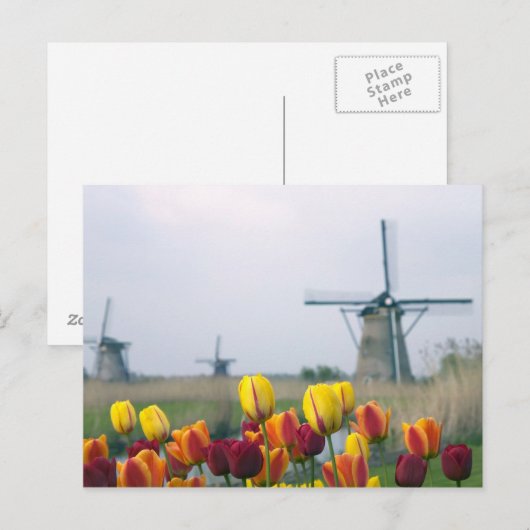 Windmolens en tulpen langs het kanaal briefkaart (Voorkant / Achterkant)