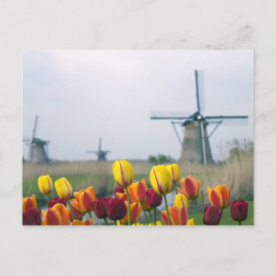 Windmolens en tulpen langs het kanaal in briefkaart