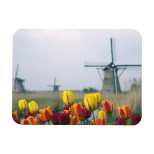 Windmolens en tulpen langs het kanaal in magneet