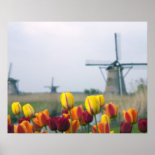 Windmolens en tulpen langs het kanaal in poster