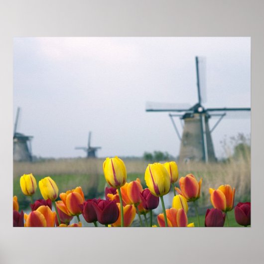 Windmolens en tulpen langs het kanaal in poster (Voorkant)