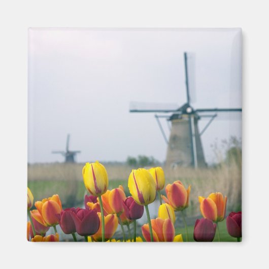 Windmolens en tulpen langs het kanaal magneet (Voorkant)