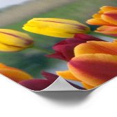 Windmolens en tulpen langs het kanaal poster (Hoek)