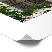 Windows of Old San Juan, Puerto Rico Poster (Hoek)