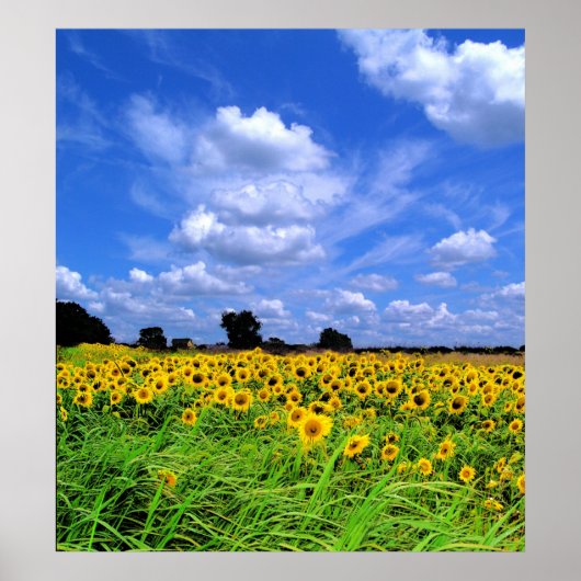 Windslagvelden en lucht poster (Voorkant)