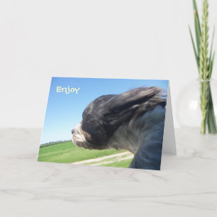Windswept hond verjaardagskaart kaart