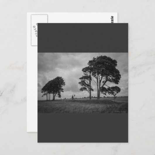 Windswept Trees Briefkaart (Voorkant / Achterkant)