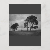 Windswept Trees Briefkaart (Voorkant)