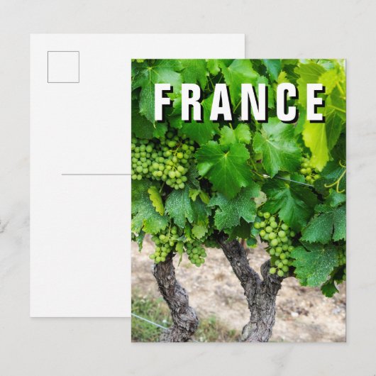 Wine Grapes Growing, Frankrijk Briefkaart (Voorkant / Achterkant)