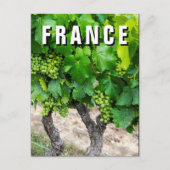 Wine Grapes Growing, Frankrijk Briefkaart (Voorkant)
