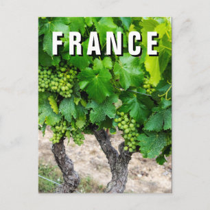 Wine Grapes Growing, Frankrijk Briefkaart